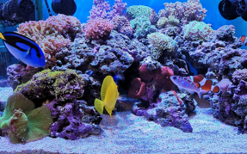 アクアリラメンテナンスの水槽設置例