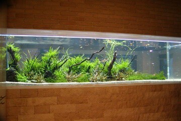廊下に適したアクアリウム・水槽