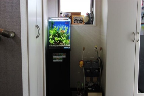 廊下に適したアクアリウム・水槽